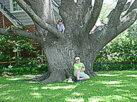 Natl Champ Texas Red Oak