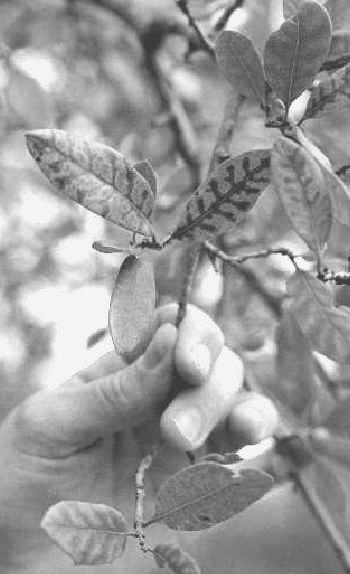 A dead live oak tree shows symptoms of oak wilt. 