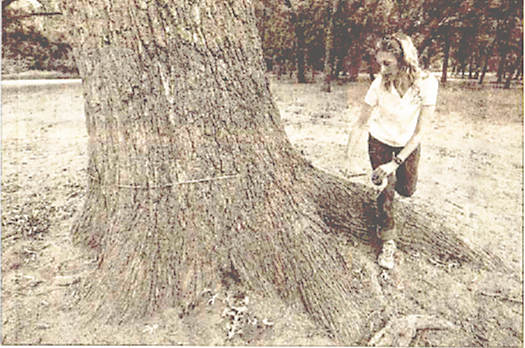 The tree lost 30 percent of its canopy and leaves